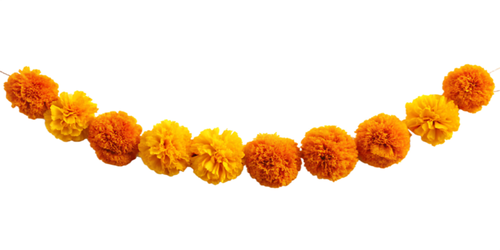 marigold flower garland displayed against  isolated on white background PNG,AI GENERATED ON WHITE BACKGROUND