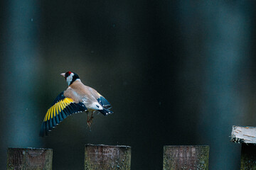 Birds in the forest in the Czech Republic