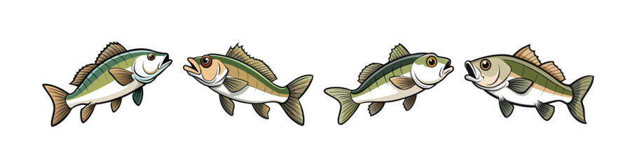 Set of  Realistic Whitecap Bass Illustration Featuring Bright Colors