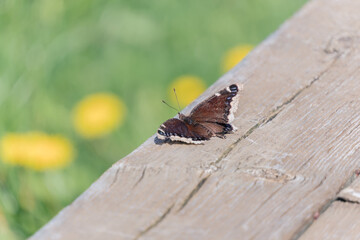 A butterfly on deck