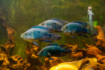 Blue-scaled cichlid, spotted cichlid (Rocio octofasciata) - a species of freshwater fish from the...