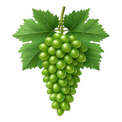 Fresh green grapes hanging from vine, surrounded by lush green leaves, evoke sense of nature bounty and vitality