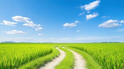 Fototapeta premium Scenic road trip through lush vineyards and rice fields map your journey beautiful landscape serene viewpoint