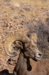 Desert Bighorn Sheep Ram in Winter in the Valley of Fire State Park Nevada
