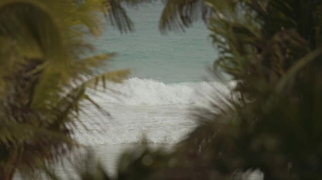A slow-motion shot of an ocean wave seen through the leaves of palm trees. The gentle movement of the water contrasts with the swaying palm fronds, creating a serene and tropical atmosphere