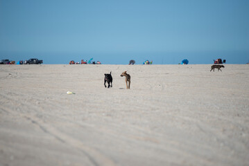 Perros jugando en la playa
