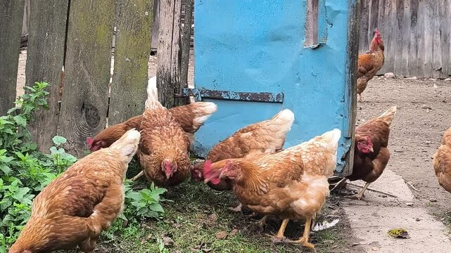 Young Loman Brown chickens in the pen eating food and pecking