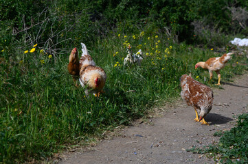 Chickens roaming freely along a winding path in a vibrant green meadow under the sunny sky