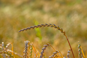 ripening ear of spelt in the sunset rays close-up