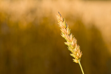 ripening ear of wheat on the blurred background close-up