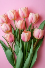 Obraz premium Charming pastel tulips on pink background capturing the essence of spring with soft light and delicate floral arrangement for stock photo use