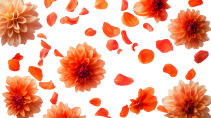 orange dahlia flowers petals floating in air isolated png transparent cutout