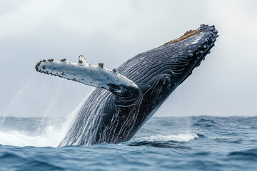Fototapeta premium A humpback breaches in the ocean, creating a splash against a clear blue sky.