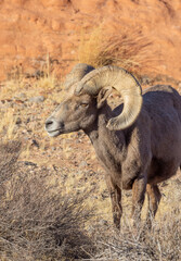 Desert Bighorn Sheep Ram in Winter in the Valley of Fire State Park Nevada