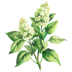 White Lilac Blossom: Delicate white lilac blooms cluster on a vibrant green branch, their petals unfurling in the soft light of spring. The delicate flowers.