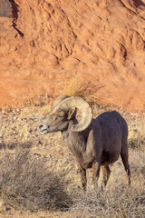 Desert Bighorn Sheep Ram in Winter in the Valley of Fire State Park Nevada