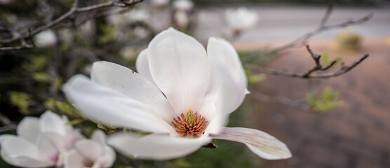 Enchanted Spring, the elegance of white flowers