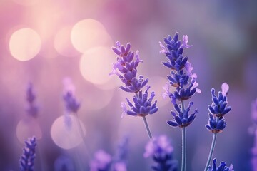 Obraz premium Lavender Essence: Aromatic Essential Oil for Spa and Aromatherapy with Selective Focus