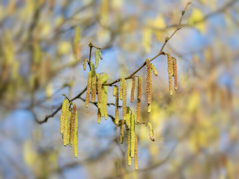 inflorescence of alder tree in sunny day early spring