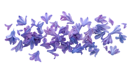 scattered purple hyacinth flowers isolated png transparent cutout