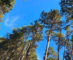 Tree tops from below in pine forest
