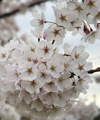 White blossom in spring
