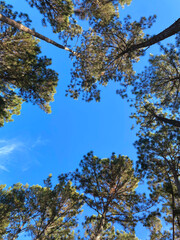 Tree tops from below in pine forest