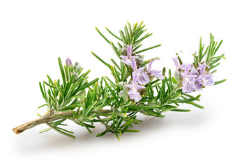 Green fresh rosemary twig with flowers isolated on white background. File contains clipping path.