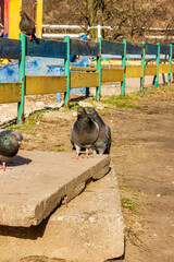 several gray and black asked pigeons, red paws, sits on concrete, near a wooden fence, from above, platform, trees, street, city, sunny day, blue sky, 