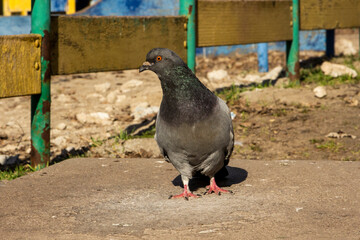 gray and black asked pigeon, red paws, sits, near a wooden fence, playground, high-rise building, trees, street, city, sunny day, 
blue sky, 