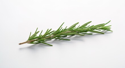 Fototapeta premium Close up of a single rosemary sprig on a plain white background studio, food, organic, fresh, green, healthy, fruit, background