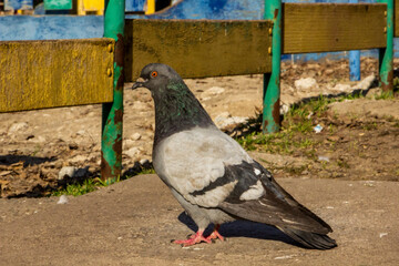 Fototapeta premium gray and black asked pigeon, red paws, sits, near a wooden fence, playground, high-rise building, trees, street, city, sunny day, blue sky, 