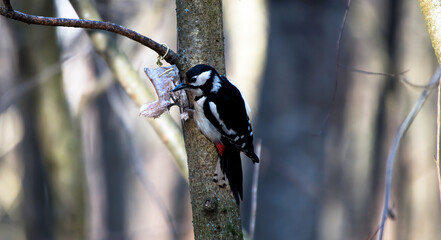 Woodpecker in a spring forest near a bird feeder