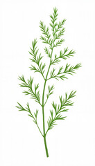 Fototapeta premium Detailed illustration of fresh dill, botanical elegance