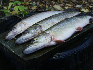 Three freshly caught large pikes, still life