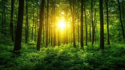 Naklejka premium Sunlight streams through a lush forest canopy. Lush greenery, towering trees, and golden sunlight create a serene and vibrant scene