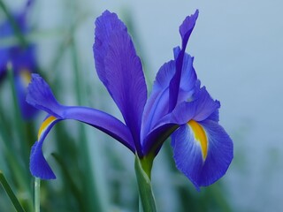 Iris