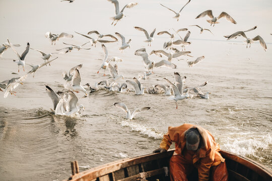 Traditional Herring Fishing with Nets in Baltic Sea, Latvia