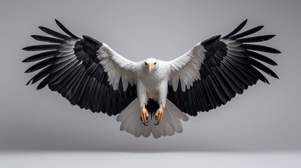 Majestic Black And White Eagle In Flight Against Gray Background
