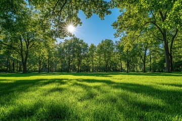 Obraz premium Lush green park landscape under sunlight with tall trees creating a serene atmosphere