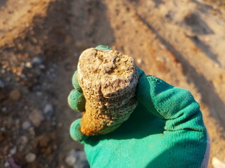 Fossilized coral in hand, searching for fossils in central Russia