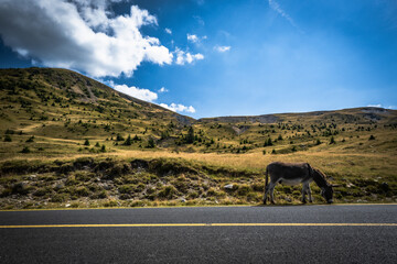 Rumunia droga transalpina  © Piotr
