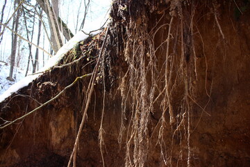 Overhanging vegetation roots in the ravine due to soil erosion