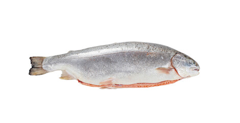 Full salmon fish. isolated