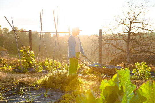 Gardener working at sunrise with a wheelbarrow in a field in Barcelona