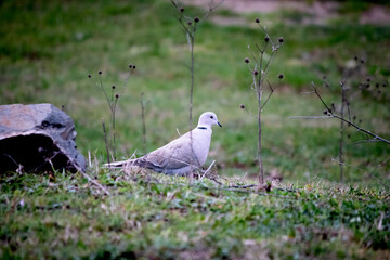 Ornithology. Collared dove (Streptopelia decaocto) is on the meadow. Collared dove is looking for food among the grass. 	