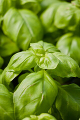 Basil Plant 
