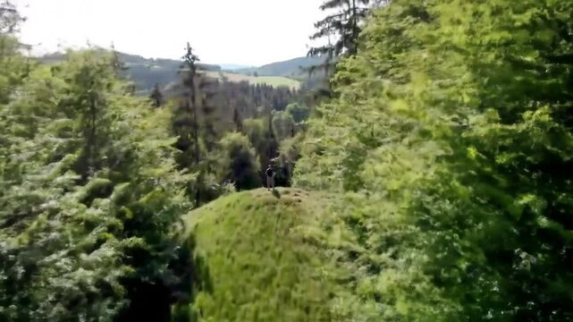 Vibrant Forest Vista: An expansive forest scene unfolds, offering a panoramic view of lush green trees, rolling hills, and a clear, blue sky.