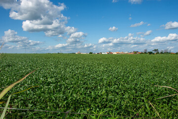 Soybean plantation on a farm in the city of Dourados - MS - Brazil