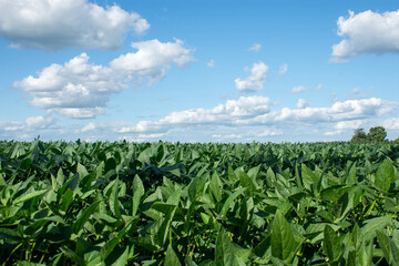 Soybean plantation on a farm in the city of Dourados - MS - Brazil